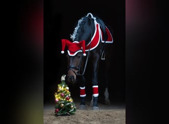 Warmblood británico, Yegua, 4 años, 170 cm, Castaño oscuro