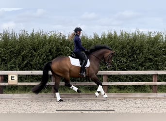 Warmblood británico, Yegua, 5 años, 162 cm, Castaño rojizo