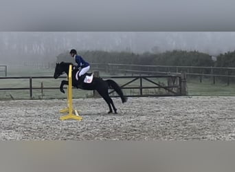 Warmblood británico, Yegua, 7 años, 137 cm, Negro