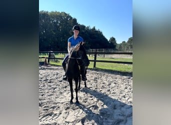 Warmblood británico, Yegua, 7 años, 137 cm, Negro