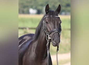 Warmblood británico, Yegua, 7 años, 137 cm, Negro