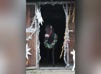 Warmblood británico, Yegua, 7 años, 137 cm, Negro