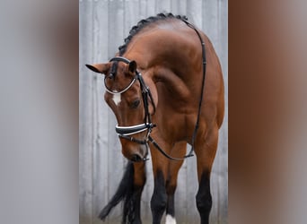 Warmblood británico, Yegua, 8 años, 175 cm, Castaño