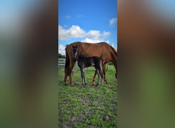 Warmblood británico, Yegua, Potro (06/2024), 165 cm, Negro