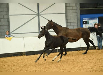 Warmblood británico, Yegua, Potro (05/2025), 169 cm, Castaño rojizo