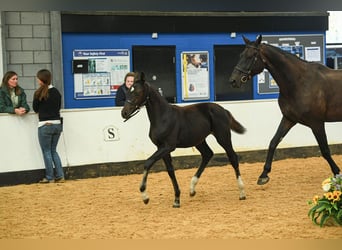 Warmblood británico, Yegua, Potro (05/2025), 169 cm, Castaño rojizo