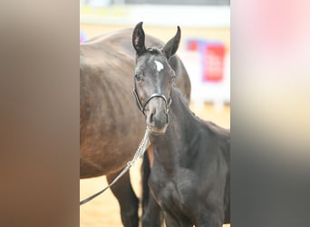 Warmblood británico, Yegua, Potro (05/2025), 169 cm, Castaño rojizo