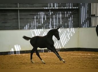 Warmblood británico, Yegua, Potro (05/2025), 169 cm, Castaño rojizo