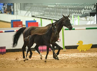 Warmblood británico, Yegua, Potro (05/2025), 169 cm, Castaño rojizo