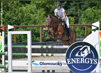 Warmblood checo, Caballo castrado, 10 años, 158 cm, Castaño