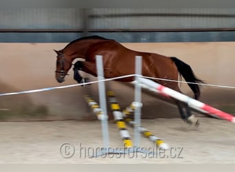 Warmblood checo, Caballo castrado, 10 años, 165 cm, Castaño