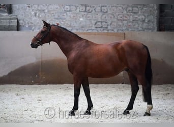 Warmblood checo, Caballo castrado, 10 años, 165 cm, Castaño