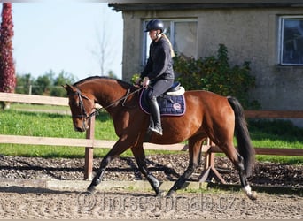 Warmblood checo, Caballo castrado, 10 años, 165 cm, Castaño