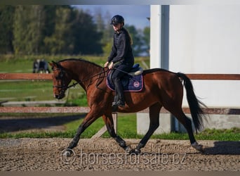 Warmblood checo, Caballo castrado, 10 años, 165 cm, Castaño