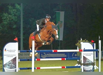 Warmblood checo, Caballo castrado, 10 años, 167 cm, Alazán