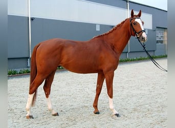 Warmblood checo, Caballo castrado, 10 años, 167 cm, Alazán