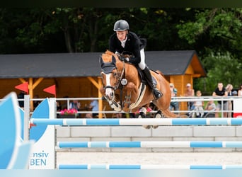 Warmblood checo, Caballo castrado, 10 años, 167 cm, Alazán