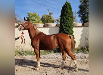 Warmblood checo, Caballo castrado, 10 años, 167 cm