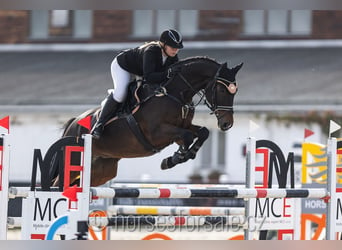 Warmblood checo, Caballo castrado, 10 años, 167 cm, Castaño