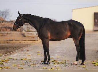 Warmblood checo, Caballo castrado, 10 años, 167 cm, Castaño