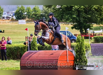 Warmblood checo, Caballo castrado, 10 años, 167 cm, Castaño