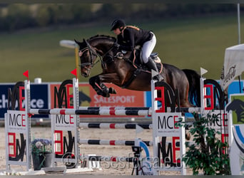 Warmblood checo, Caballo castrado, 10 años, 167 cm, Castaño