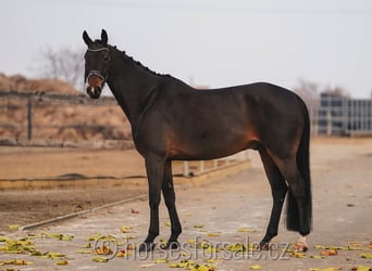 Warmblood checo, Caballo castrado, 10 años, 167 cm, Castaño