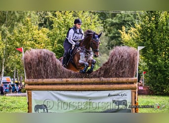 Warmblood checo, Caballo castrado, 10 años, 167 cm, Castaño