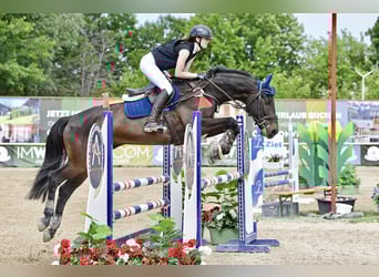Warmblood checo, Caballo castrado, 10 años, 168 cm, Castaño