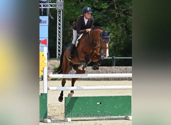 Warmblood checo, Caballo castrado, 10 años, 169 cm, Castaño