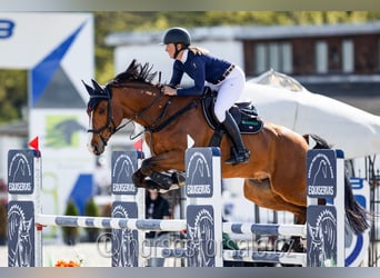 Warmblood checo, Caballo castrado, 10 años, 169 cm, Castaño