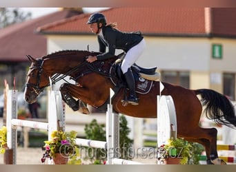 Warmblood checo, Caballo castrado, 10 años, 169 cm, Castaño