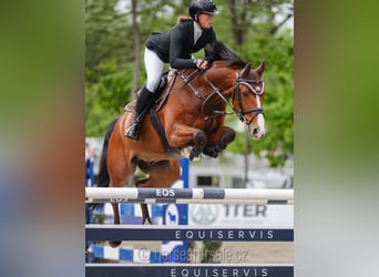 Warmblood checo, Caballo castrado, 10 años, 169 cm, Castaño