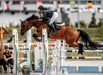 Warmblood checo, Caballo castrado, 10 años, 169 cm, Castaño