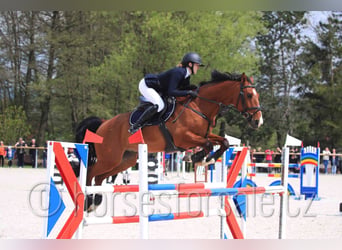 Warmblood checo, Caballo castrado, 10 años, 171 cm, Castaño