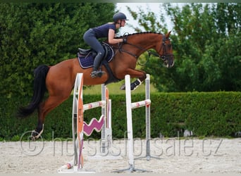 Warmblood checo, Caballo castrado, 10 años, 171 cm, Castaño