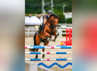 Warmblood checo, Caballo castrado, 10 años, 171 cm, Castaño
