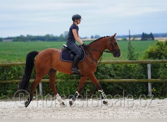 Warmblood checo, Caballo castrado, 10 años, 171 cm, Castaño