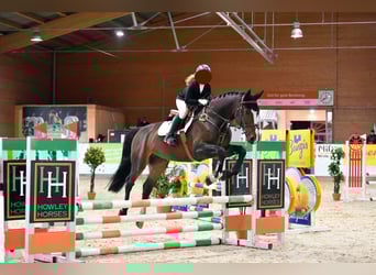 Warmblood checo, Caballo castrado, 10 años, 175 cm, Castaño
