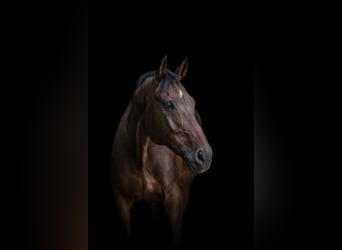 Warmblood checo, Caballo castrado, 10 años, 175 cm, Castaño oscuro