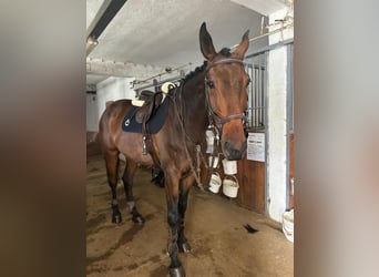 Warmblood checo, Caballo castrado, 10 años, 178 cm, Castaño