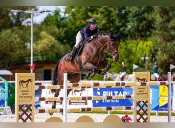 Warmblood checo, Caballo castrado, 10 años, 179 cm, Castaño