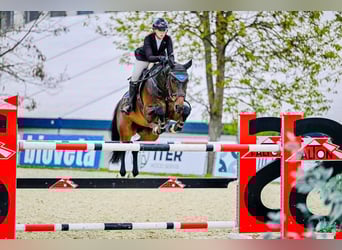 Warmblood checo, Caballo castrado, 10 años, Castaño oscuro
