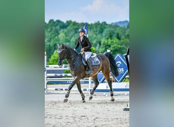 Warmblood checo, Caballo castrado, 10 años, Castaño oscuro