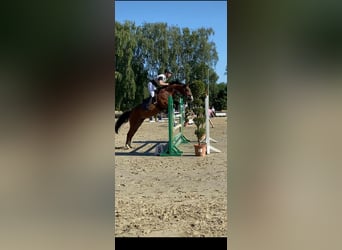 Warmblood checo, Caballo castrado, 11 años, 165 cm, Castaño