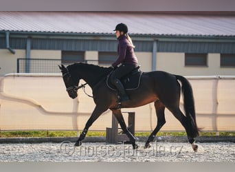 Warmblood checo, Caballo castrado, 11 años, 167 cm, Castaño