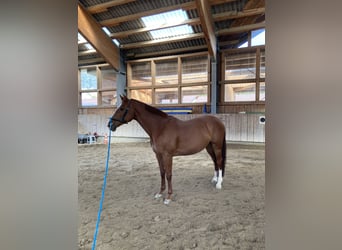 Warmblood checo, Caballo castrado, 11 años, 168 cm, Alazán