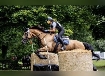 Warmblood checo, Caballo castrado, 11 años, 170 cm, Buckskin/Bayo