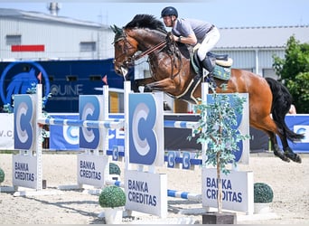 Warmblood checo, Caballo castrado, 11 años, Castaño rojizo