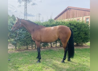 Warmblood checo, Caballo castrado, 11 años, Castaño rojizo